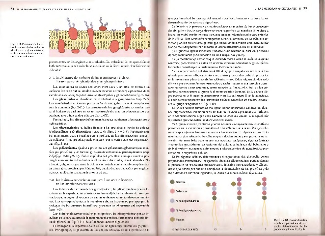 Biologia Celular Y Molecular De Robertis Pdf