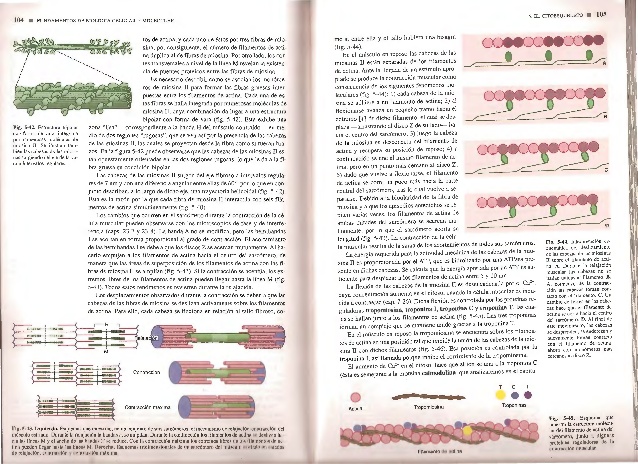 Biologia celular y molecular de robertis pdf gratis